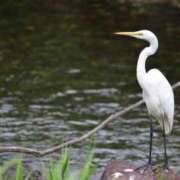 ヒメ日記 2026/04/14 10:00 投稿 結川 りこ SUMIRE