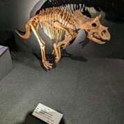 ヒメ日記 2024/12/17 16:18 投稿 みちよ 快楽夫人