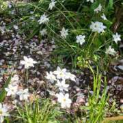 ヒメ日記 2025/08/01 13:08 投稿 西島えりか 五十路マダムエクスプレス船橋店(カサブランカグループ)