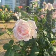 ヒメ日記 2025/07/31 17:04 投稿 かえで ドM女学園大阪