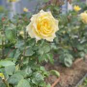 ヒメ日記 2025/08/05 15:20 投稿 かえで ドM女学園大阪