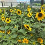 ヒメ日記 2025/08/07 23:17 投稿 かえで ドM女学園大阪