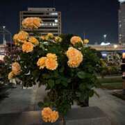 ヒメ日記 2025/08/12 23:51 投稿 かえで ドM女学園大阪