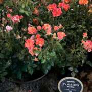 ヒメ日記 2025/08/13 11:44 投稿 かえで ドM女学園大阪