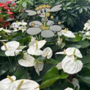 ヒメ日記 2025/08/14 22:36 投稿 かえで ドM女学園大阪