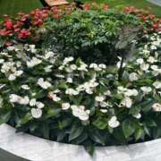 ヒメ日記 2025/09/15 00:01 投稿 かえで ドM女学園大阪