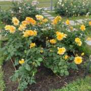 ヒメ日記 2025/09/16 00:01 投稿 かえで ドM女学園大阪