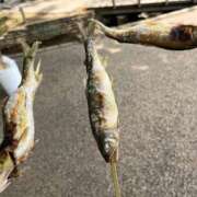 月島しずな 踏んだり蹴ったり 全裸の極みorドッキング痴漢電車