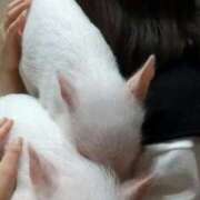 月島しずな ミニ豚さん🐷 全裸の極みorドッキング痴漢電車