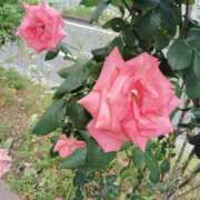 ヒメ日記 2025/05/21 16:23 投稿 あい ぷるるんマダム 難波店