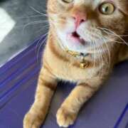 ヒメ日記 2026/01/08 17:58 投稿 LEMON GINGIRA☆TOKYO～ギンギラ東京～