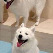 ヒメ日記 2024/12/13 15:30 投稿 おと 東京人妻セレブリティ（ユメオト）