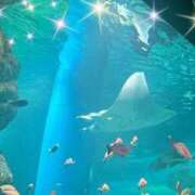 ヒメ日記 2024/12/23 17:40 投稿 おと 東京人妻セレブリティ（ユメオト）