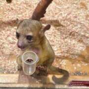 ヒメ日記 2025/01/14 16:40 投稿 おと 東京人妻セレブリティ（ユメオト）