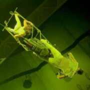 ヒメ日記 2025/02/10 16:50 投稿 おと 東京人妻セレブリティ（ユメオト）