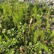 ヒメ日記 2025/03/27 23:51 投稿 良(りょう) 熟女出逢い会 『百合の園』 五反田店