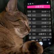 すもも ローズ（スピード日本橋店） スピード日本橋店