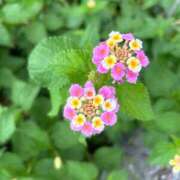 ヒメ日記 2025/11/15 01:01 投稿 かえで 乳首愛撫専門店「五反田シルキータッチ」