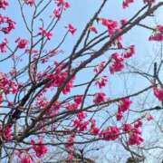 ヒメ日記 2025/03/25 14:33 投稿 ふう　40分12000円 回春性感メンズエステ猫の手 名古屋駅／納屋橋