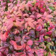 ヒメ日記 2026/02/14 01:43 投稿 ふう　40分12000円 回春性感メンズエステ猫の手 尾張一宮