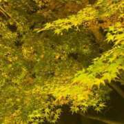 ヒメ日記 2025/12/11 17:17 投稿 ひな いざ候 本館