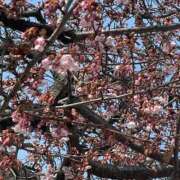 ヒメ日記 2026/02/13 13:27 投稿 ひな いざ候 本館