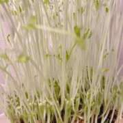 ヒメ日記 2026/02/25 15:27 投稿 ひな いざ候 本館