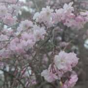 ヒメ日記 2026/03/31 07:30 投稿 みどり 性腺熟女100％本店（デリヘル市場）