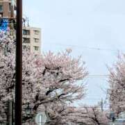 ヒメ日記 2026/04/02 10:15 投稿 みどり 性腺熟女100％本店（デリヘル市場）