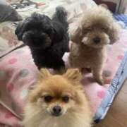 ヒメ日記 2025/05/16 13:01 投稿 らん オナクラ マスカット倶楽部