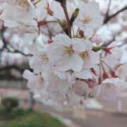 ヒメ日記 2025/04/10 14:36 投稿 やよい 新潟市鳥屋野潟ちゃんこ