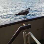 ヒメ日記 2025/04/11 22:02 投稿 やよい 新潟市鳥屋野潟ちゃんこ