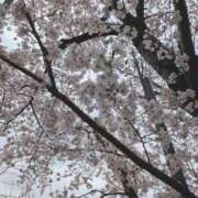 ヒメ日記 2025/04/21 18:06 投稿 やよい 新潟市鳥屋野潟ちゃんこ