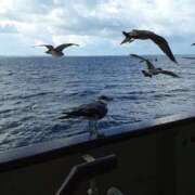 ヒメ日記 2025/07/02 20:36 投稿 やよい 新潟市鳥屋野潟ちゃんこ