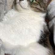 ヒメ日記 2025/04/26 22:40 投稿 きり スピードエコ天王寺店