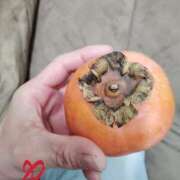 ヒメ日記 2025/12/27 13:33 投稿 りつか 千葉人妻花壇