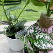 ヒメ日記 2025/06/20 17:45 投稿 スイ 贅沢なひと時