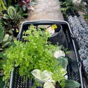 ヒメ日記 2025/06/24 19:06 投稿 スイ 贅沢なひと時