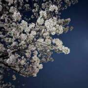 スイ 生しゃぶしゃぶ🙊 贅沢なひと時