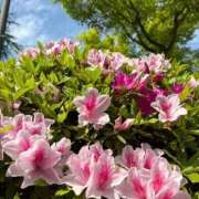 ヒメ日記 2026/04/19 18:05 投稿 むぎ 人妻小旅行