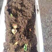 香坂ひより 😭 セレブ嬉野