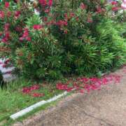 ヒメ日記 2025/07/17 15:30 投稿 恵(めぐみ) エッチな熟女(広島)