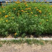 ヒメ日記 2025/07/25 14:31 投稿 恵(めぐみ) エッチな熟女(広島)