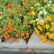 ヒメ日記 2025/09/10 19:30 投稿 恵(めぐみ) エッチな熟女(広島)