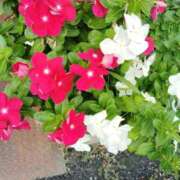 ヒメ日記 2025/09/14 11:50 投稿 恵(めぐみ) エッチな熟女(広島)