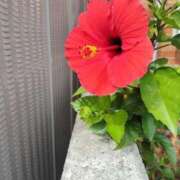 ヒメ日記 2025/09/26 10:30 投稿 恵(めぐみ) エッチな熟女(広島)