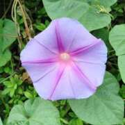 ヒメ日記 2025/10/18 07:55 投稿 恵(めぐみ) エッチな熟女(広島)