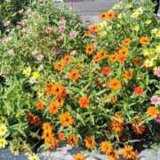 ヒメ日記 2025/12/24 14:50 投稿 恵(めぐみ) エッチな熟女(広島)