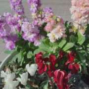 ヒメ日記 2026/01/02 11:00 投稿 恵(めぐみ) エッチな熟女(広島)