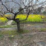 ヒメ日記 2026/03/02 14:50 投稿 恵(めぐみ) エッチな熟女(広島)